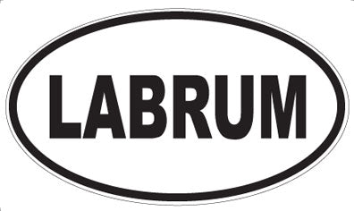 LABRUM - Oval Magnet