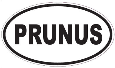 PRUNUS - Oval Sticker