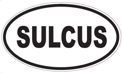 SULCUS - Oval Sticker