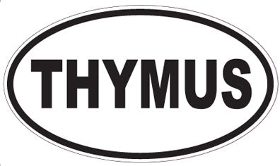 THYMUS - Oval Sticker